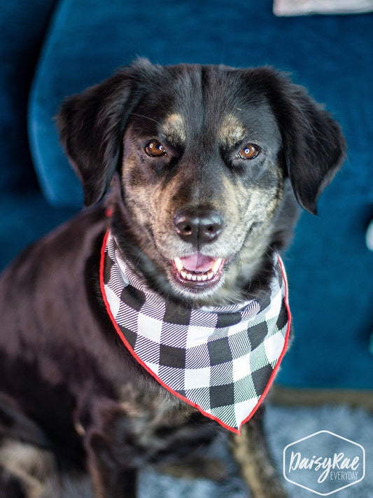 Gingham Me to Sleep Pet Bandana